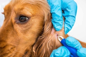 İZMİR - BAYINDIR Parazit Tedavisi