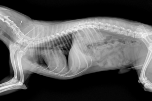 İZMİR - BAYINDIR Röntgen ve Laboratuvar Testleri